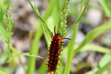 Pipevine swallowtail caterpillar feeding on blades of grass.