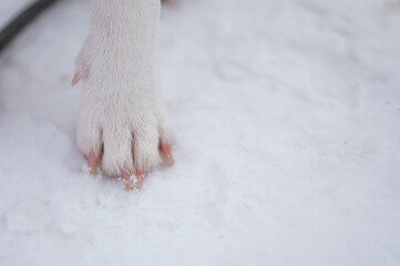 Close-up of dog paws on white snow.