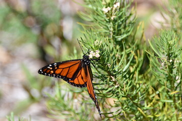 Monarch butterfly on milkweed.