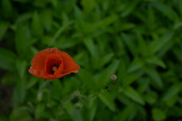 red poppy flower