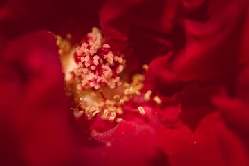 Deep, vibrant red rose. Extreme macro, full frame close up.
