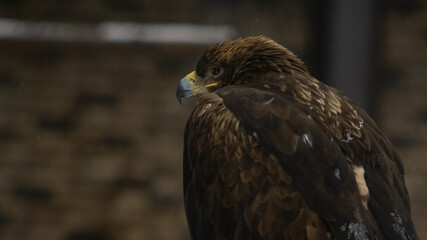 golden eagle in the zoo