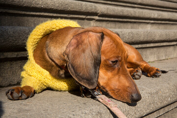 A two year old kaninchen dachshund dog lying in the sun on a stone staircase. It has a yellow coat....