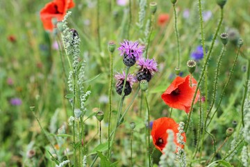 Fototapeta premium Thistles and bees in a wild flower garden, Gainsborough Square, Bristol