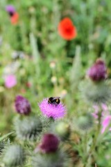 Thistles and bees in a wild flower garden, Gainsborough Square, Bristol