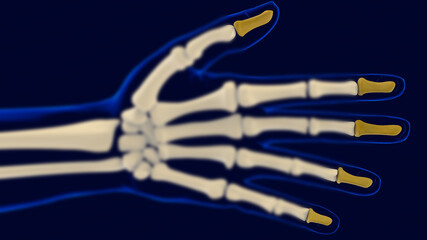 Hand Distal Phalanges Bones Anatomy For Medical Concept 3D