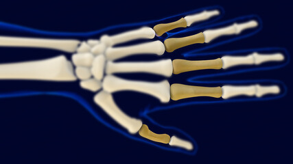 Hand proximal phalanges Human skeleton anatomy 3D Rendering - obrazy, fototapety, plakaty
