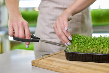 Close-up of the beautiful hands of a young woman in an apron cutting fresh cress sprouts with scissors against the background of micro-greenery farm shelves. Vegan concept of proper nutrition