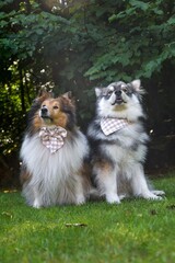 Fototapeta na wymiar Portrait of Finnish Lapphund and sheltie dog