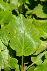 Stracheys Elephants ears Afganica