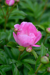 Fragrant peony