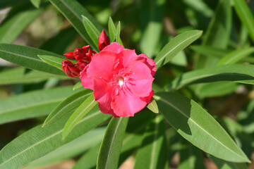 Common oleander