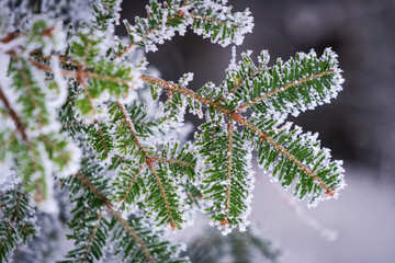 Branche de sapin recouverte de givre