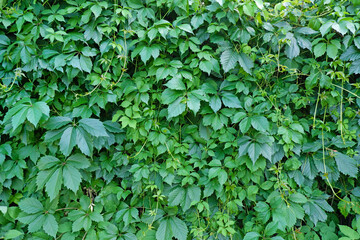 wild green leaves of grapes