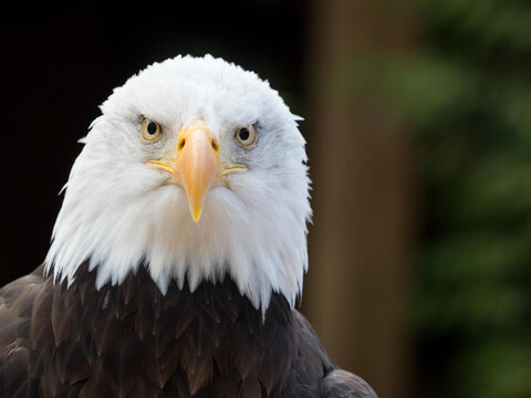  bald eagle (Haliaeetus leucocephalus) looks powerfully directly at camera.Sea Eagle.