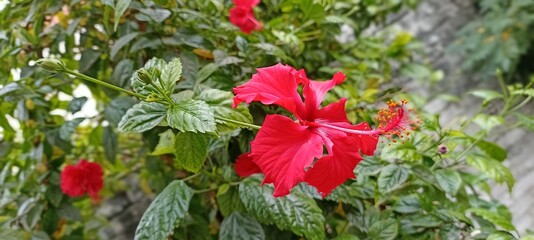 Red Hibiscus Flower With Buds And Green Leaves(Indian Gudhal)