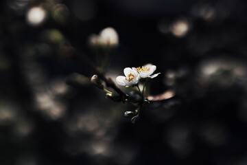 blossom