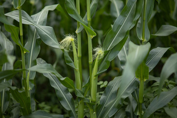 とうもろこし畑