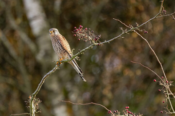 Turmfalke