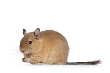 Young adult sand colored Dugu rodent, sitting side ways with cooked maceroni in paws. Isolated on a white background.
