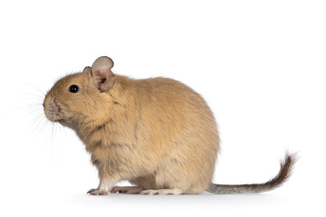 Young adult sand colored Dugu rodent, sitting side ways. Isolated on a white background.