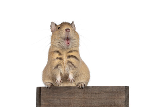 Young adult sand colored Dugu rodent, sitting on wooden edge making funny face. Isolated on a white background.