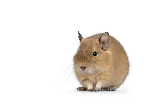 Young adult sand colored Dugu rodent, sitting up facing front lloking beside camera. Isolated on a white background.
