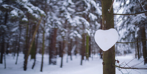 Winter in spruce forest, spruces covered with white fluffy snow. ski resort. Great view of wilderness. Explore beauty of land. heart made of snow on tree, valentine's day concept