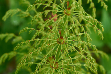 Ackerschachtelhalm (Equisetum arvense)