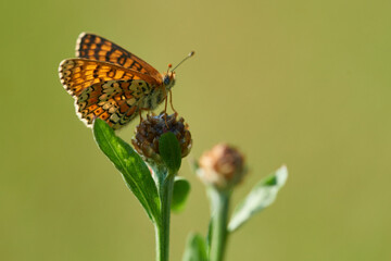 Wegerich-Scheckenfalter (Melitaea cinxia)