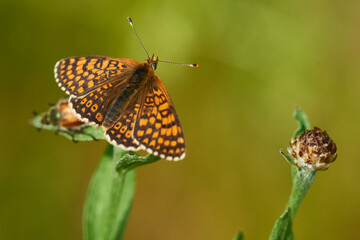 Wegerich-Scheckenfalter (Melitaea cinxia)