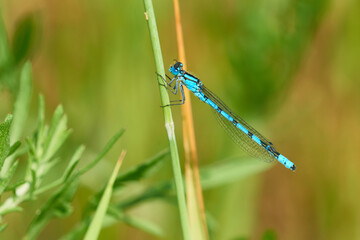 Gemeine Becherjungfer (Enallagma cyathigerum)	