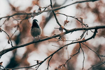 bird on a branch