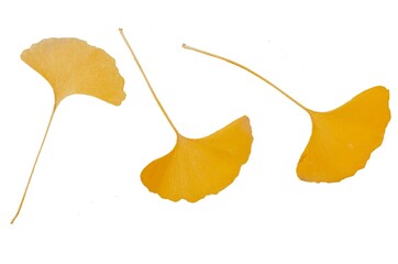 Naklejka premium Three golden ginkgo biloba leaves on a white background