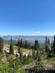 forest in the mountains