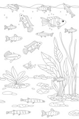 Fototapeta premium tropical freshwater scene with swimming cute fish and seaweed fo