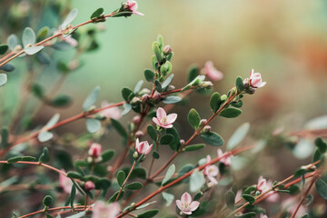 small flowers on a branch