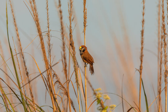 Black-breasted parrotbill (Paradoxornis flavirostris) at Dibru-Saikhowa National Park, Assam, India