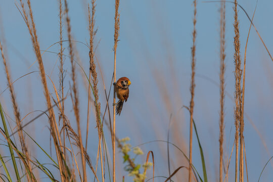 Black-breasted parrotbill (Paradoxornis flavirostris) at Dibru-Saikhowa National Park, Assam, India