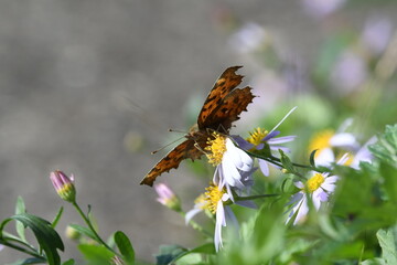 キタテハ・日本・九州・秋