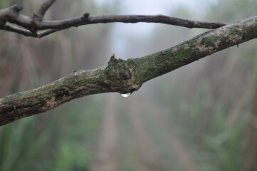 spring, branch, flower, tree, nature, plant, leaf, blossom, bud, leaves, garden, insect, rain, forest, summer, season, macro, closeup, brown, flora, branches, water, twig