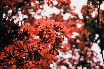 red maple leaves