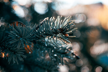 Naklejka na ściany i meble christmas tree branches with cones