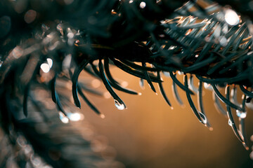 water drops on a pine