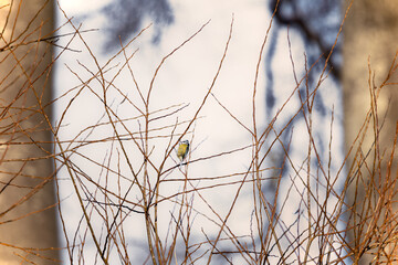 Blue Tit - landscape