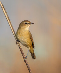 Female Siberian rubythroat.