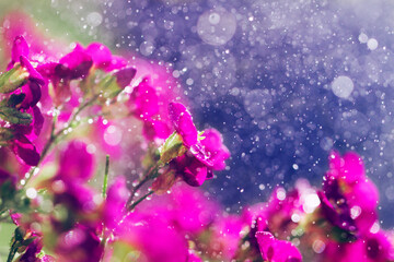 Fototapeta na wymiar water drops on pink flower