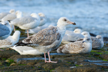 Silbermöwen (Larus argentatus) rasten auf einem Steinsteg, Nordseeküste, Wangerooge, Ostfriesland, Niedersachsen, Deutschland