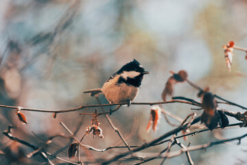 bird on a branch