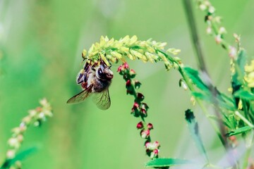 Mr Bee